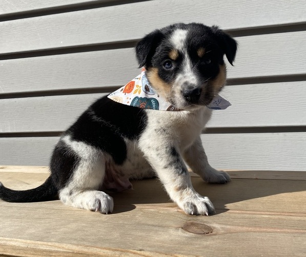Medium Photo #5 Australian Cattle Dog Puppy For Sale in SMITHS CREEK, MI, USA