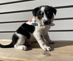 Mickey - Female Australian Cattle Dog Puppy for Sale - Photo #5