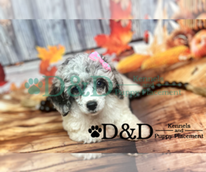 Poodle (Toy) Puppy for sale in RIPLEY, MS, USA