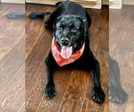 Small #1 Labrador Retriever
