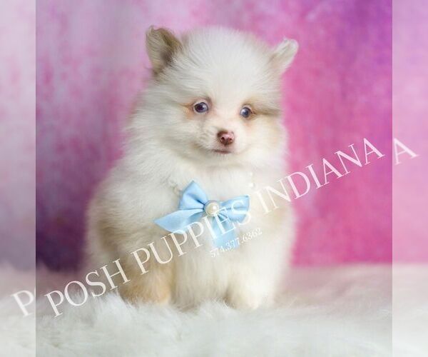 Medium Photo #1 Pomeranian Puppy For Sale in WARSAW, IN, USA