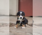 Puppy Dozer Greater Swiss Mountain Dog