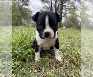 Boston Terrier Puppy for sale in GARFIELD, AR, USA
