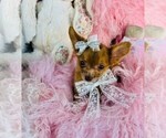 Small #14 Chihuahua