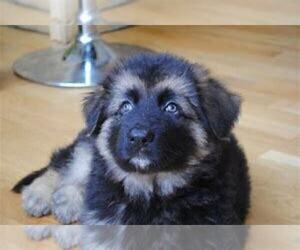 German Shepherd Dog Puppy for sale in CHICAGO, IL, USA
