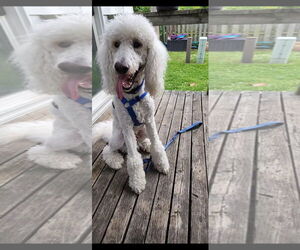 Ronnie - Male Poodle (Standard) Dog for Adoption - Photo #7