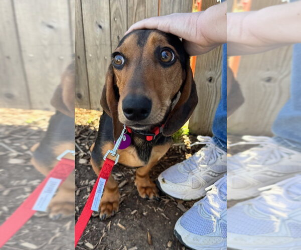 Medium Photo #2 Doxle Puppy For Sale in Greenbelt, MD, USA