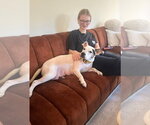 Small #6 American Staffordshire Terrier Mix