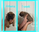 Puppy Athena Cane Corso