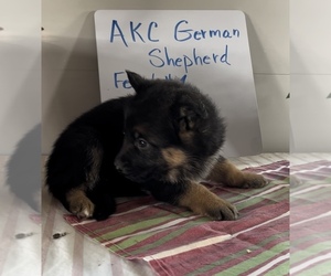 German Shepherd Dog Puppy for sale in EDWARDSBURG, MI, USA