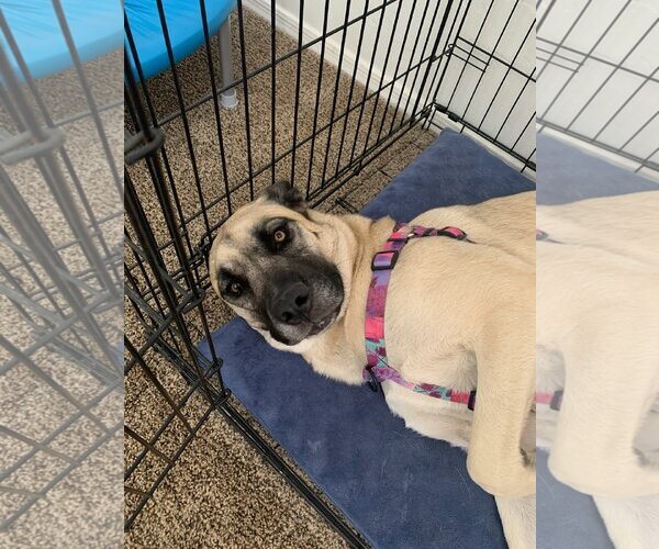 Medium Photo #3 Anatolian Shepherd-Unknown Mix Puppy For Sale in Vail, AZ, USA