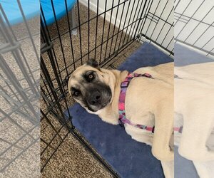 Sydney - Female Anatolian Shepherd-Unknown Mix Dog for Adoption - Photo #3