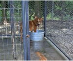 Small #8 Red Heeler Mix