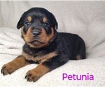 Puppy Petunia Rottweiler