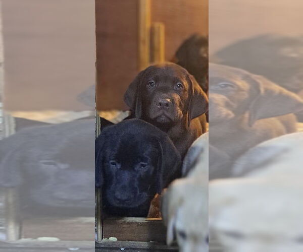 Medium Photo #5 Labrador Retriever Puppy For Sale in CONFLUENCE, PA, USA