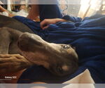 Small #2 Doberman Pinscher