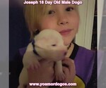 Small Photo #48 Dogo Argentino Puppy For Sale in PINEVILLE, MO, USA