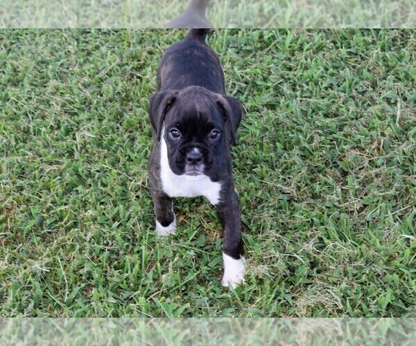 Medium Photo #2 Boxer Puppy For Sale in CHILHOWEE, MO, USA