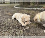 Small #3 Labrador Retriever