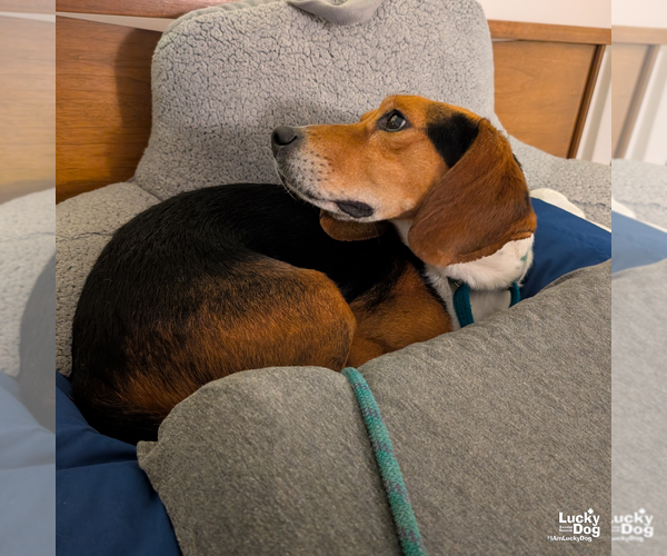 Medium Photo #5 Beagle-Unknown Mix Puppy For Sale in Washington, DC, USA
