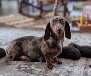 Mother of the Dachshund puppies born on 11/16/2025