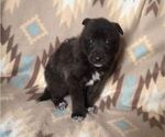 Small Photo #17 Alusky-Dutch Shepherd Dog Mix Puppy For Sale in VINTONDALE, PA, USA