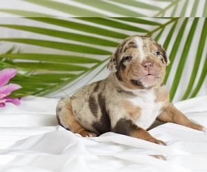 American Bully Puppy for sale in DE LEON SPRINGS, FL, USA