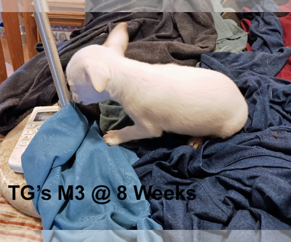 Medium Photo #6 Chihuahua Puppy For Sale in BELLE FOURCHE, SD, USA