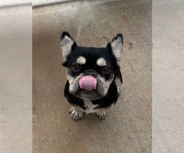 Medium Photo #3 French Bulldog Puppy For Sale in Oak Bluffs, MA, USA