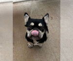 Small #2 French Bulldog