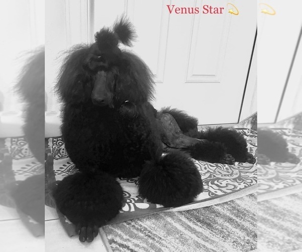 Medium Photo #1 Poodle (Standard) Puppy For Sale in OKEECHOBEE, FL, USA