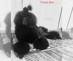 Small Photo #1 Poodle (Standard) Puppy For Sale in OKEECHOBEE, FL, USA