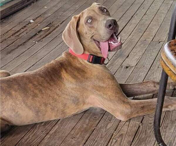 Medium Photo #1 Great Dane Puppy For Sale in TURON, KS, USA