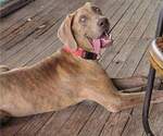 Small Photo #1 Great Dane Puppy For Sale in TURON, KS, USA