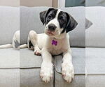Small American Staffordshire Terrier Mix