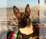 Small Basenji-Pembroke Welsh Corgi Mix