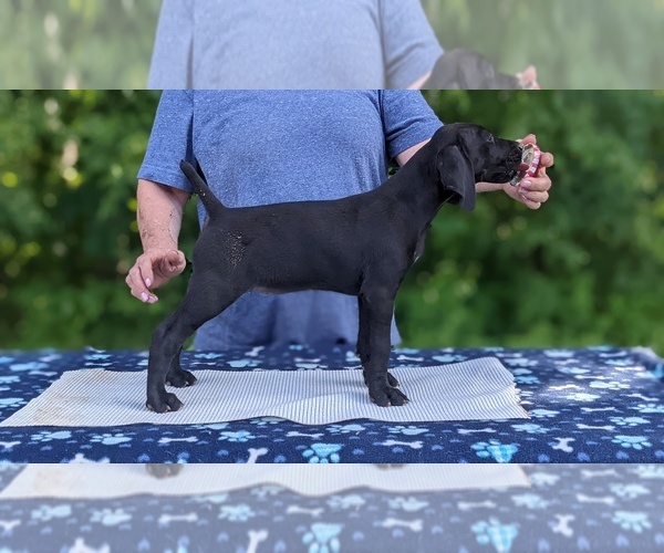 Medium Photo #1 German Shorthaired Pointer Puppy For Sale in EVART, MI, USA
