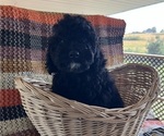 Puppy Puppy 3 Cavapoo