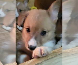 Pembroke Welsh Corgi Puppy for sale in WOOSTER, OH, USA