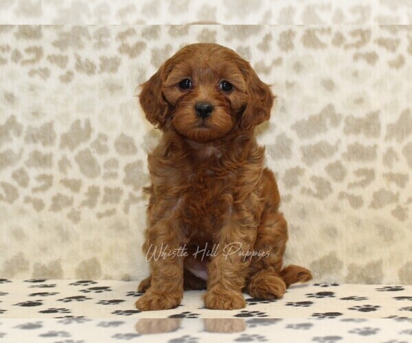 Medium Photo #3 Cavapoo Puppy For Sale in DENVER, PA, USA