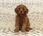 Small #2 Cavapoo