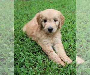 Goldendoodle Puppy for sale in BRIGHTON, MO, USA