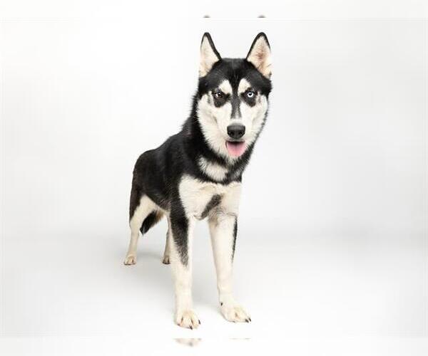 Medium Photo #1 Alusky Puppy For Sale in Santa Cruz, CA, USA