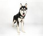 Small Alusky