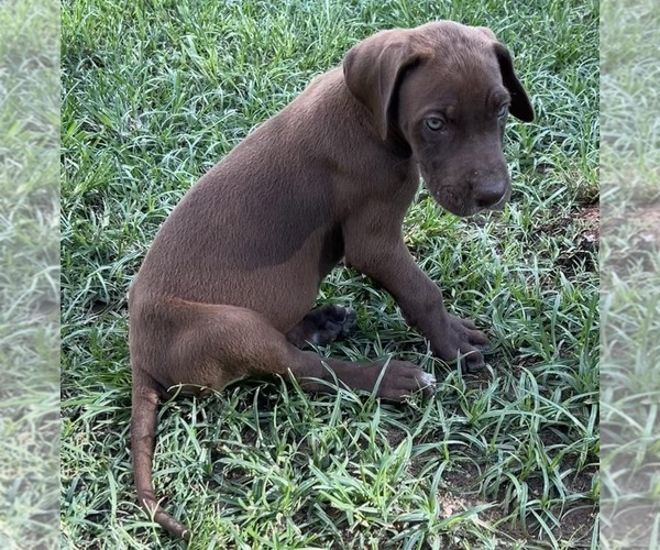 Medium Photo #5 Great Dane Puppy For Sale in CLANTON, AL, USA