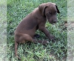 Small #4 Great Dane