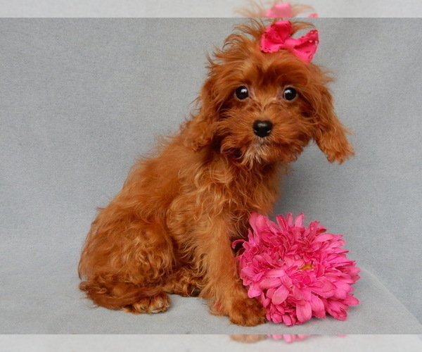 Medium Photo #4 Cavapoo Puppy For Sale in MILLERSBURG, OH, USA