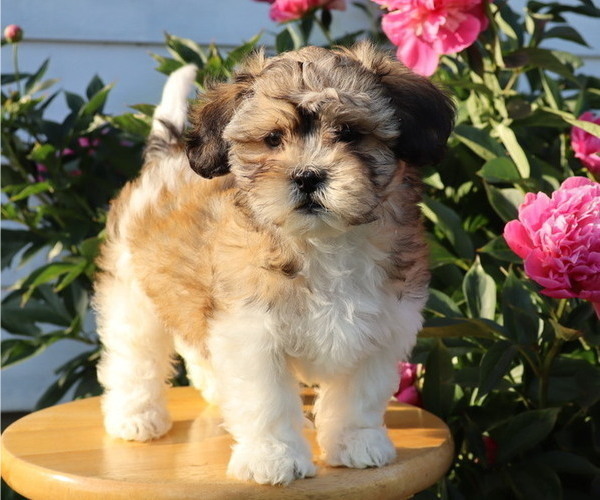 Medium Photo #4 Zuchon Puppy For Sale in THORP, WI, USA
