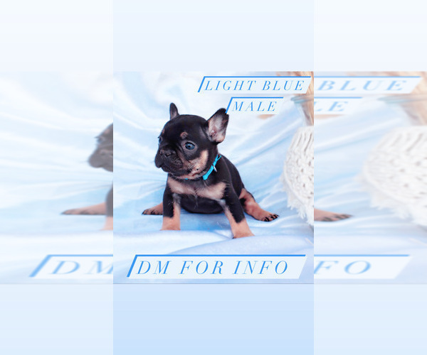 Medium Photo #7 French Bulldog Puppy For Sale in MURRIETA, CA, USA