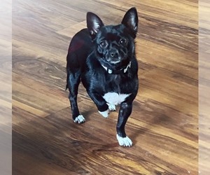 Schip-a-Pom Puppy for sale in AIRWAY HGTS, WA, USA